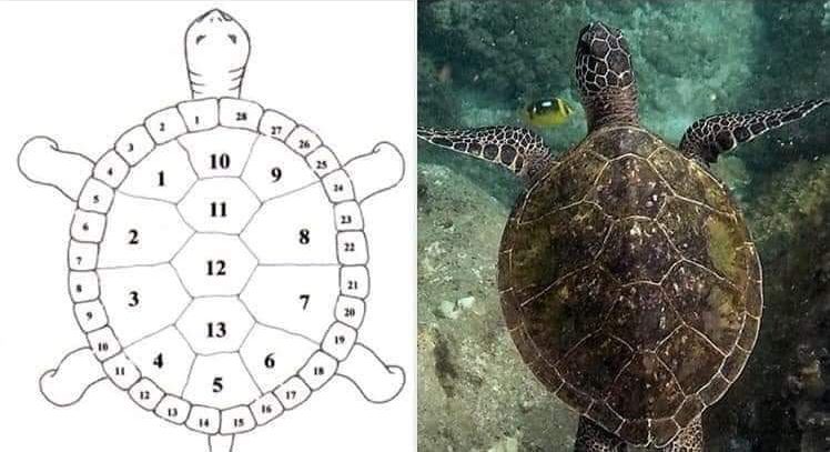 Die mystische Bedeutung des Schildkrötenpanzers - 13 Monde und 28 Tage