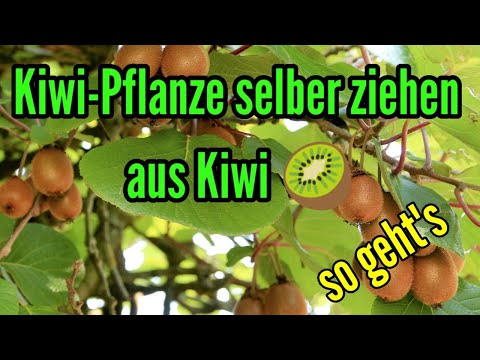 Kiwi Selber Ziehen Vom Samen Zur Pflanze Kiwi Aus Samen Selber Ziehen ...